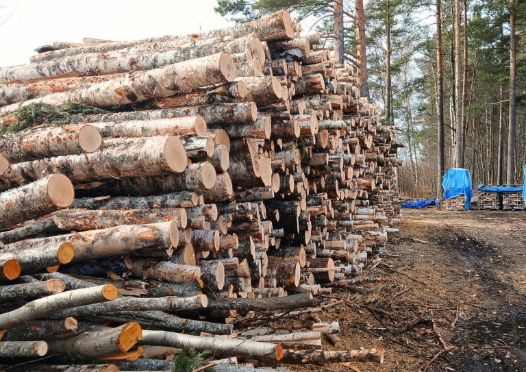 Suureen kasaan pinottuja puita, jotka odottavat vielä haloiksi leikkuuta.