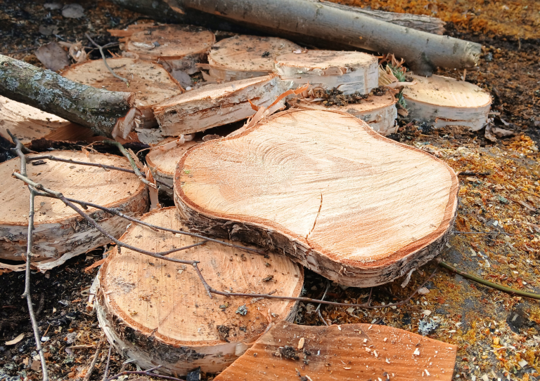 Ohueksi leikattuja puun paloja.