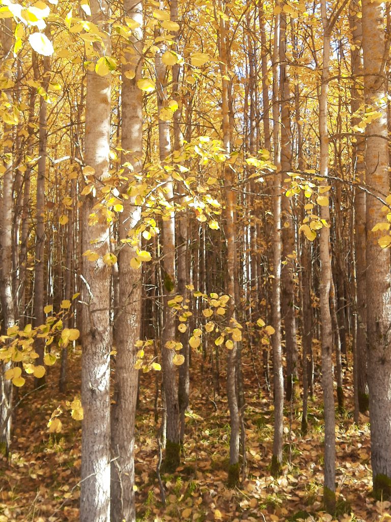 Syksyinen metsä paistattelee kultaisen auringonvalon kajossa. Maa on täynnä pudonneita ruskankeltaisia lehtiä.