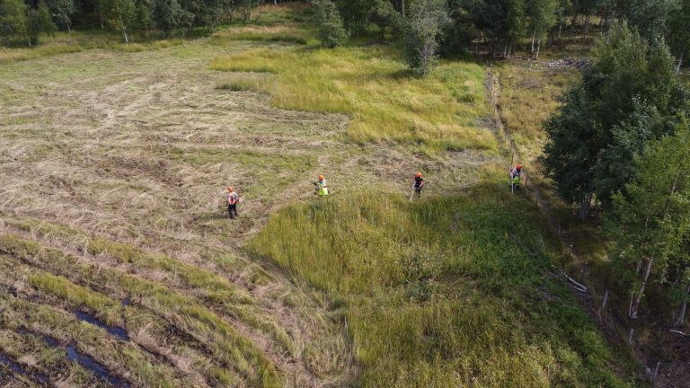 Neljä keken työntekijää leikkaamassa lehtitrimmereillä suuren piha-alueen pitkäksi kasvanutta heinää.