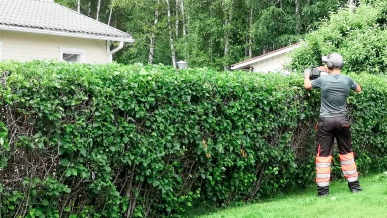 teepaidassa ja työhousuissa oleva keken työntekijä leikkaamassa pensasaitaa. Pensasaita on kahden talon välissä ja yltää työntekijän hartiakorkeudelle.