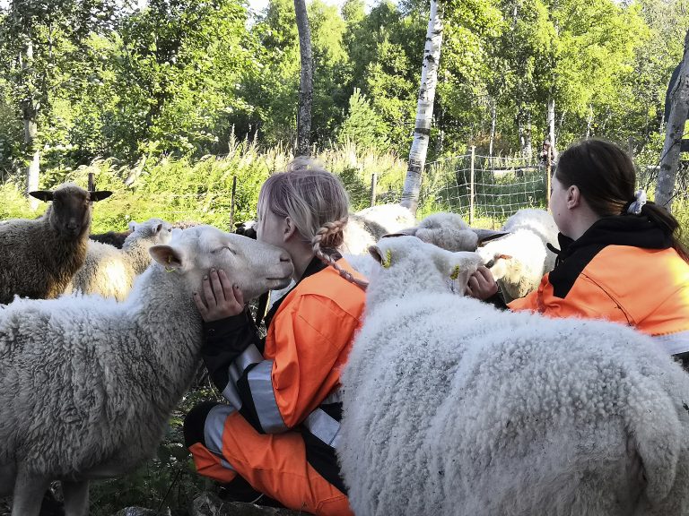 Hieta-toimipaikassa kesäisin hoidettavia lampaita. Iloisten lampaiden keskellä on kaksi kirkkaanoransseihin työhaalareihin pukeutunutta henkilöä istumassa maassa ja halaamassa lampaita.