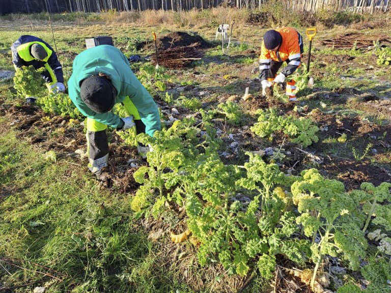 Hieta-toimipaikassa tehtävää palstaviljelyä. Työasuihin pukeutuneet henkilöt ovat kasvavan parsakaalin parissa kyyryssä, rikkaruohoja kitkemässä.