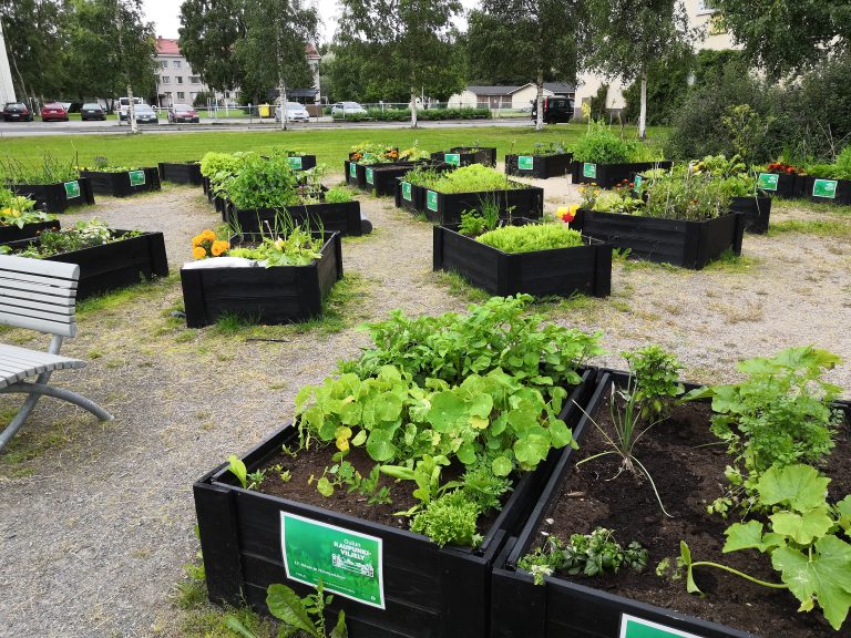 Oulun kaupungin kanssa yhteistyönä tehtyä puistoviljelyä. Puistoon on tuotu keken tekemiä kasvatuslaatikoita, joihin on istutettu erinäisiä kasveja.