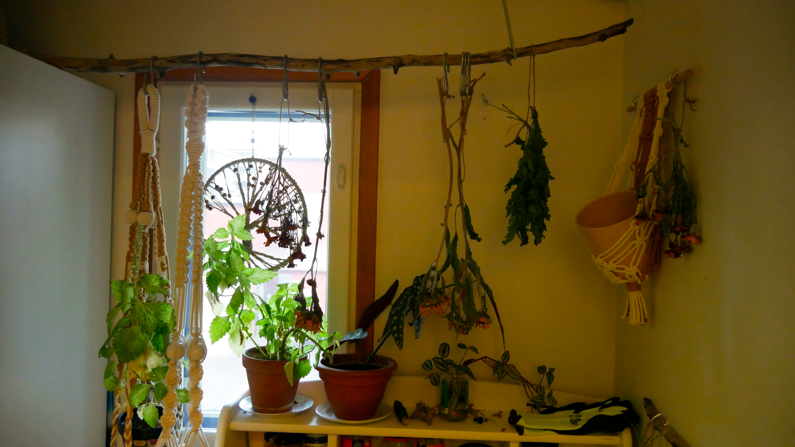 Nuorten Startin tiloissa on katosta ripustettu roikkumaan kasveja kuivatusta varten. Riippuvien kasvien alla näkyy hylly, jossa on muita kasveja erinäisissä ruukuissa ja purkeissa kasvamassa.