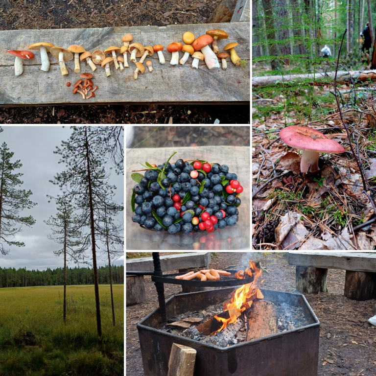Kollaasi erilaisista kekellä tehdyistä metsäretkistä. Puupenkin päälle on asetettu riviin joukko kerättyjä sieniä. Metsänpohjasta kasvaa sieni, ja taustalla näkyy kävelemässä sienestäjiä. Puupenkin päälle on asetettuna kekoon mustikoita ja punaherukoita. Havumetsän keskellä aukeaa niitty. Nuotiopaikalle on sytytetty tuli ja alettu paistamaan makkaroita.