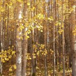 Syksyinen metsä paistattelee kultaisen auringonvalon kajossa. Maa on täynnä pudonneita ruskankeltaisia lehtiä.