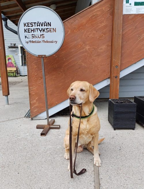 Labradorinnoutaja Isku istumassa Kestävän kehityksen keskuksen kolmostalon edessä, keskuksen kyltin vieressä.