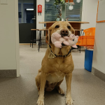 Labradorinnoutaja Isku Kestävän kehityksen keskuksen tiloissa. Iskulla on suussaan possu-pehmolelu.